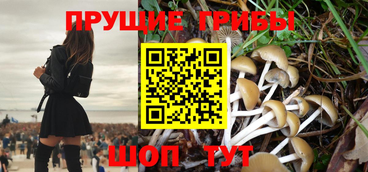 Галлюциногенные грибы Psilocybe Северодвинск